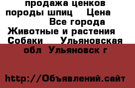 продажа ценков породы шпиц  › Цена ­ 35 000 - Все города Животные и растения » Собаки   . Ульяновская обл.,Ульяновск г.